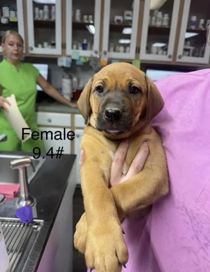 A baby small-sized female Mixed Breed dog named Allie for adoption in West Chester, PA