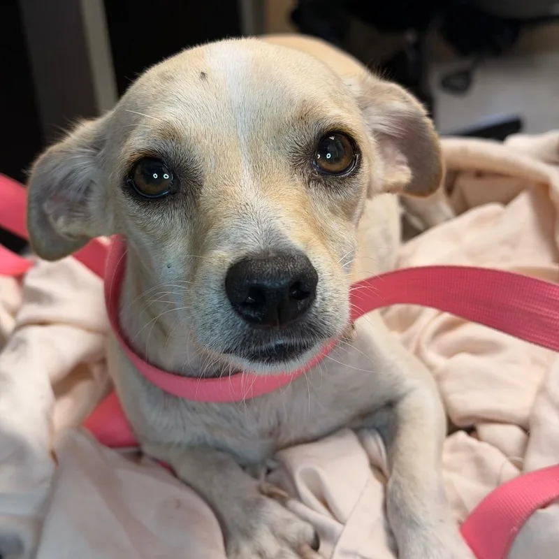 An adult small-sized male Yellow / Tan / Blond / Fawn Chihuahua dog named Chuckles for adoption in Amarillo, TX