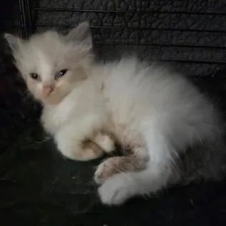 A baby small-sized female Cream Point Siamese cat named Athena for adoption in Liverpool, TX
