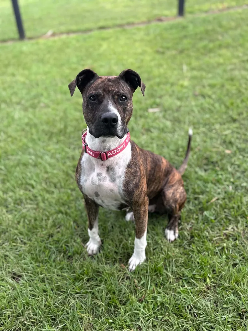 A young medium-sized female Terrier dog named Pepper for adoption in Myakka City, FL