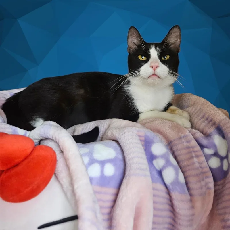 An adult medium-sized female Black & White / Tuxedo Tuxedo cat named Bronxly Arizona for adoption in Phoenix, AZ