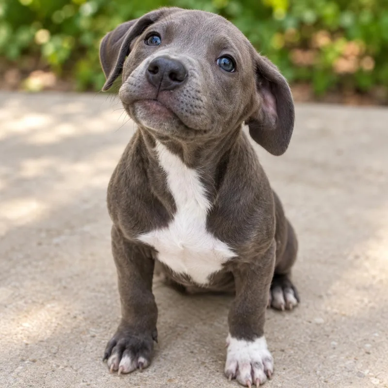 A baby medium-sized female Mixed Breed dog named .Vickey for adoption in Hillsborough, NJ