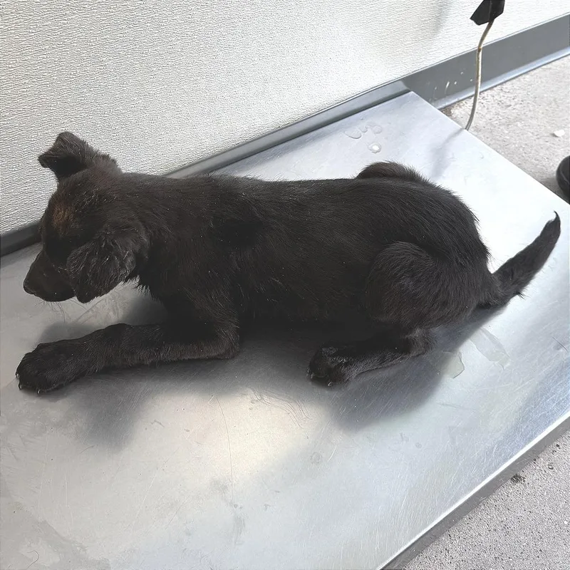 A baby small-sized female Black Mixed Breed dog named Tori for adoption in Las Cruces, NM