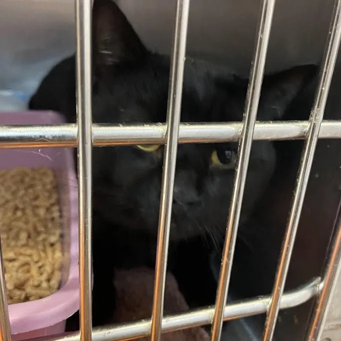 An adult large-sized male Black Domestic Short Hair cat named Bubba for adoption in Port Charlotte, FL