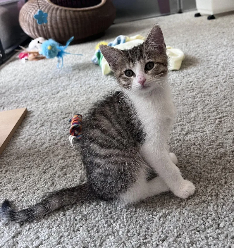 A baby medium-sized female Domestic Short Hair cat named Magpie for adoption in Pittsboro, NC