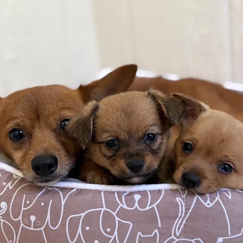 An adult small-sized female Red / Chestnut / Orange Chihuahua dog named Wilma for adoption in Wellington, FL