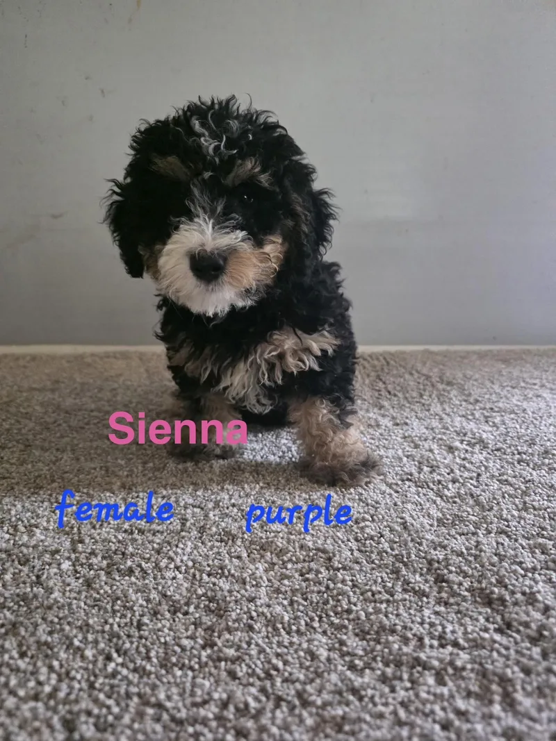 Sienna