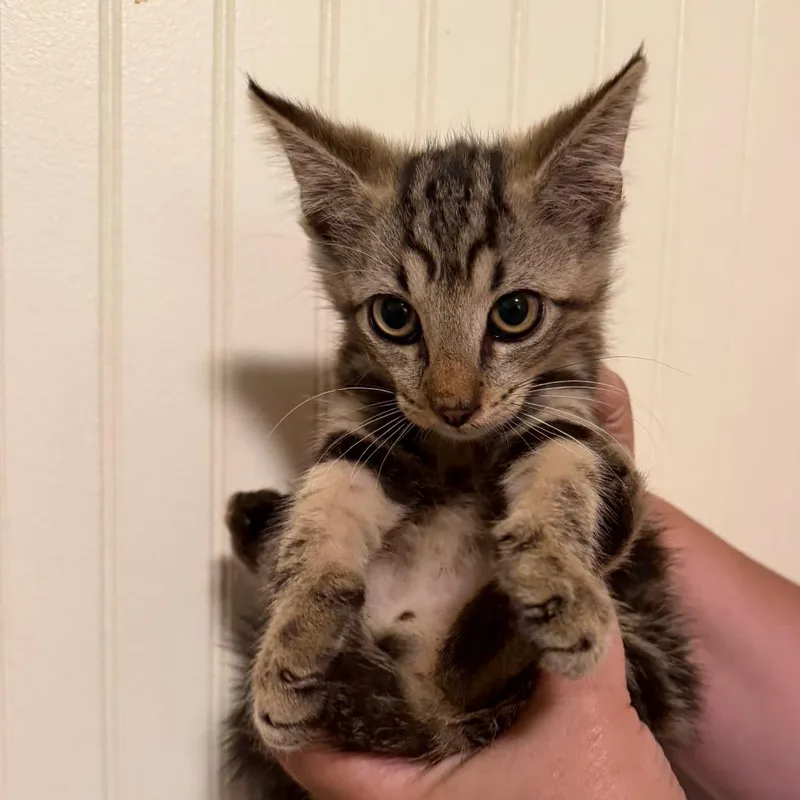 A baby small-sized male Brown / Chocolate Domestic Short Hair cat named Manny for adoption in Sequatchie, TN