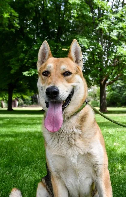 An adult large-sized male German Shepherd Dog dog named Anubis for adoption in Yakima, WA