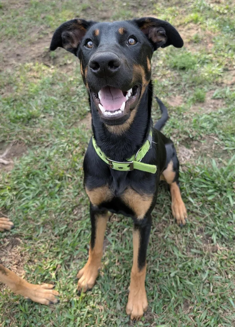 A baby medium-sized male Black German Shepherd Dog dog named Mars for adoption in Tomball, TX