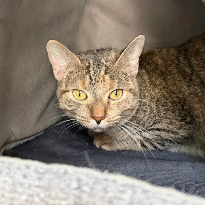 An adult small-sized female Domestic Short Hair cat named Oni for adoption in State College, PA