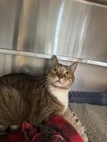 A senior extra large-sized male Tabby (Brown / Chocolate) Domestic Short Hair cat named Mario for adoption in Manitowoc, WI