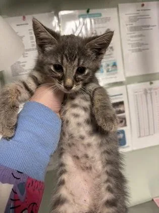 A baby medium-sized female Domestic Short Hair cat named Taki for adoption in Picayune, MS