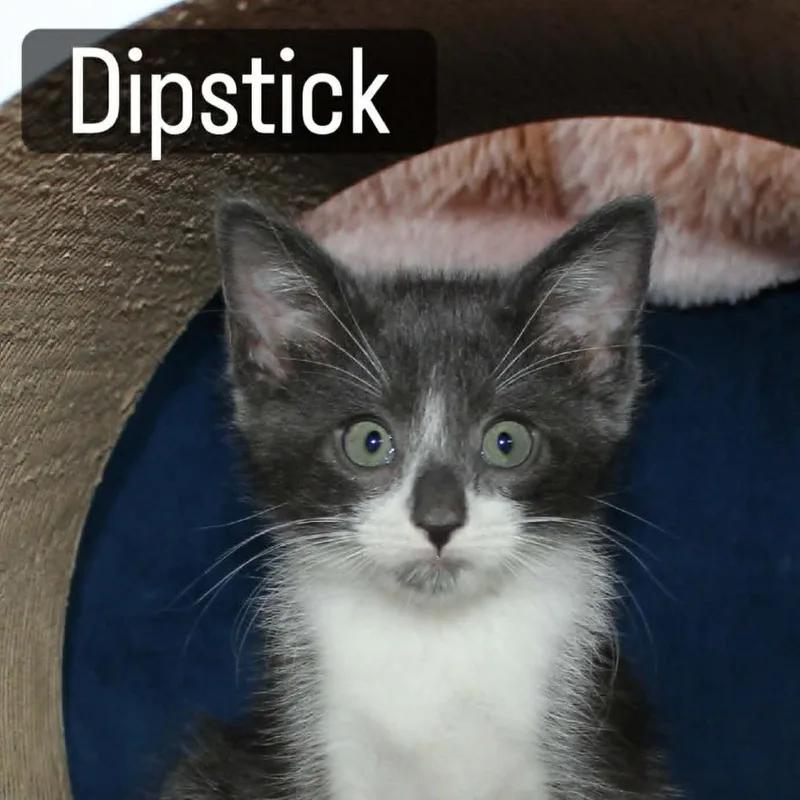 A baby medium-sized male Domestic Short Hair cat named Dipstick for adoption in New Braunfels, TX