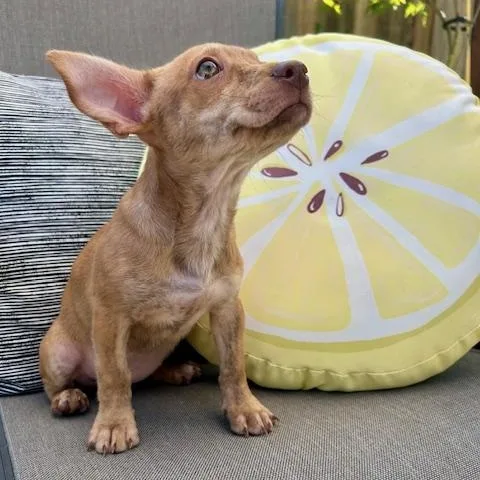 A baby small-sized female Merle (Red) Chihuahua dog named Chai for adoption in Antioch, CA