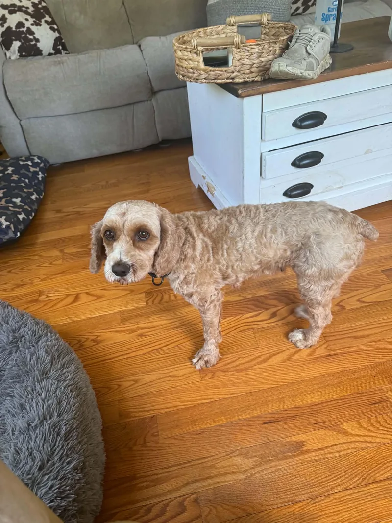 An adult small-sized female Cocker Spaniel dog named Blossom for adoption in Brunswick, ME