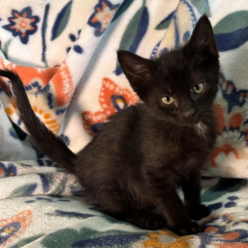 A baby small-sized female Black Domestic Short Hair cat named Gazebo for adoption in Bentonville, AR