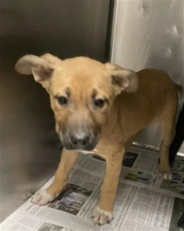 A baby small-sized female Black Mouth Cur dog named Curly for adoption in Van Nuys, CA