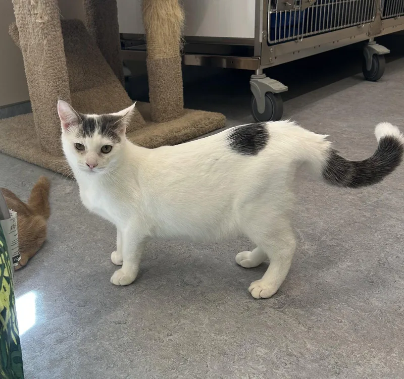 A young medium-sized male Domestic Short Hair cat named Wesley for adoption in Arlington, VT