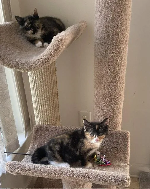 A baby medium-sized female Calico cat named Sugarc for adoption in Greenville, DE