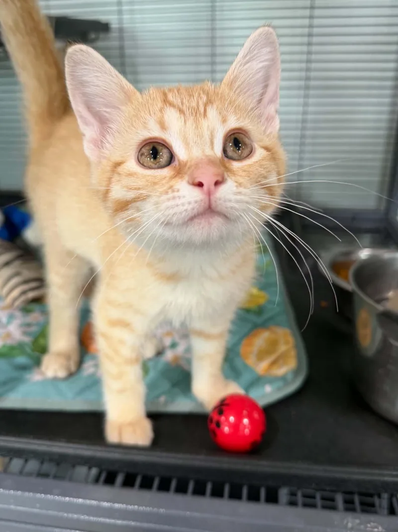 A baby medium-sized male Tabby (Orange / Red) Tabby cat named Sully for adoption in Millington, TN