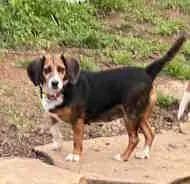 A young small-sized female Tricolor (Brown, Black, & White) Beagle dog named Celeste for adoption in Atco, NJ