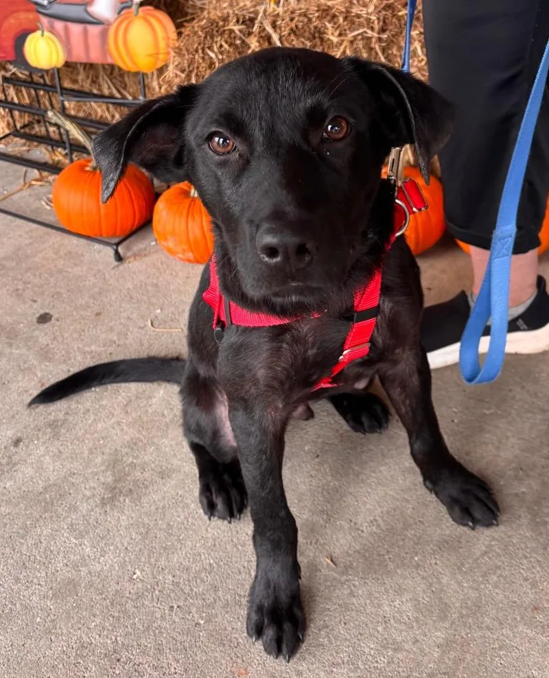 A baby large-sized male Labrador Retriever dog named Merv for adoption in Ewing, NJ