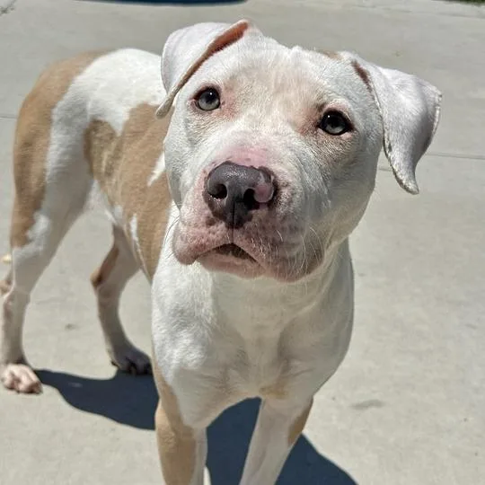 A young medium-sized female Yellow / Tan / Blond / Fawn Pit Bull Terrier dog named Zelda for adoption in Matteson, IL
