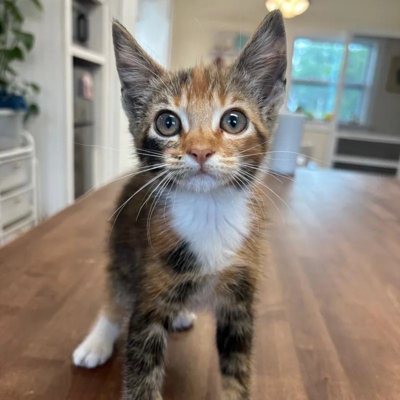 A baby small-sized female Calico Domestic Short Hair cat named Cali for adoption in Milton, FL