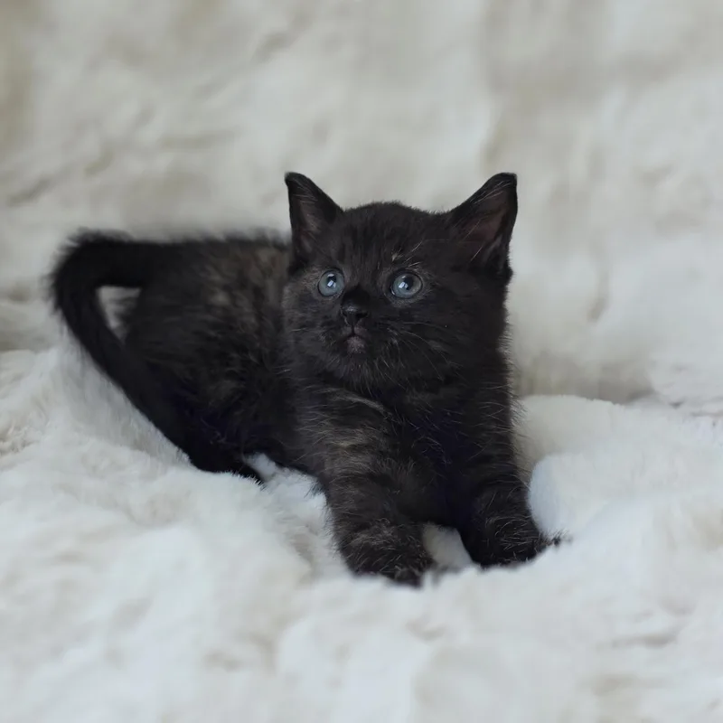 A baby medium-sized female Tortoiseshell cat named Igglybuff for adoption in Atlanta, GA
