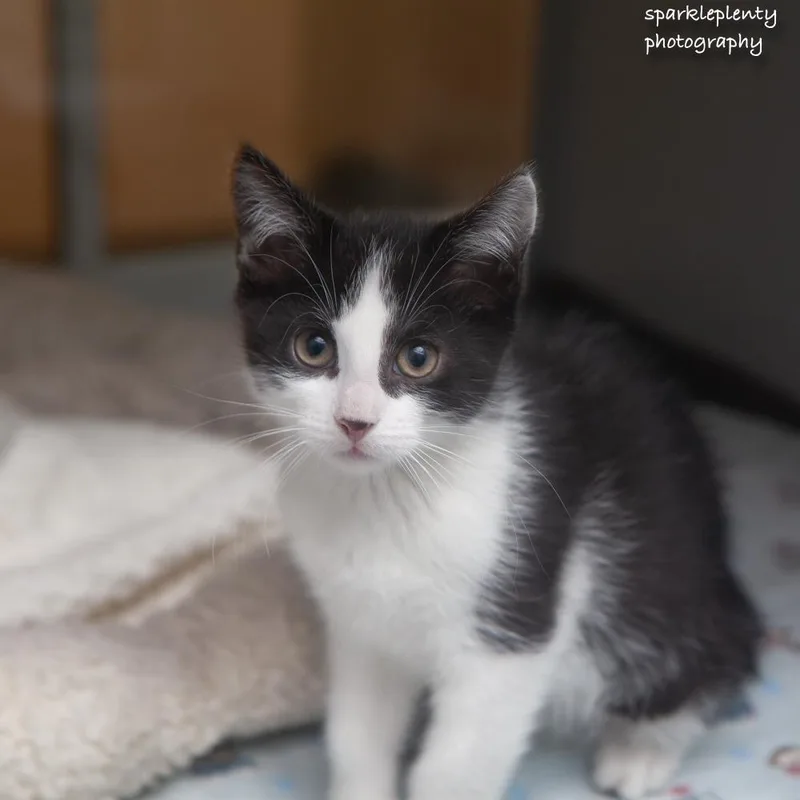 A baby medium-sized male White Domestic Short Hair cat named Jordan for adoption in Ridgefield, CT