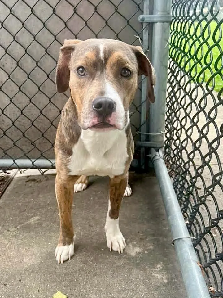 A young medium-sized male Tricolor (Brown, Black, & White) Pit Bull Terrier dog named Glenn for adoption in Chicago, IL