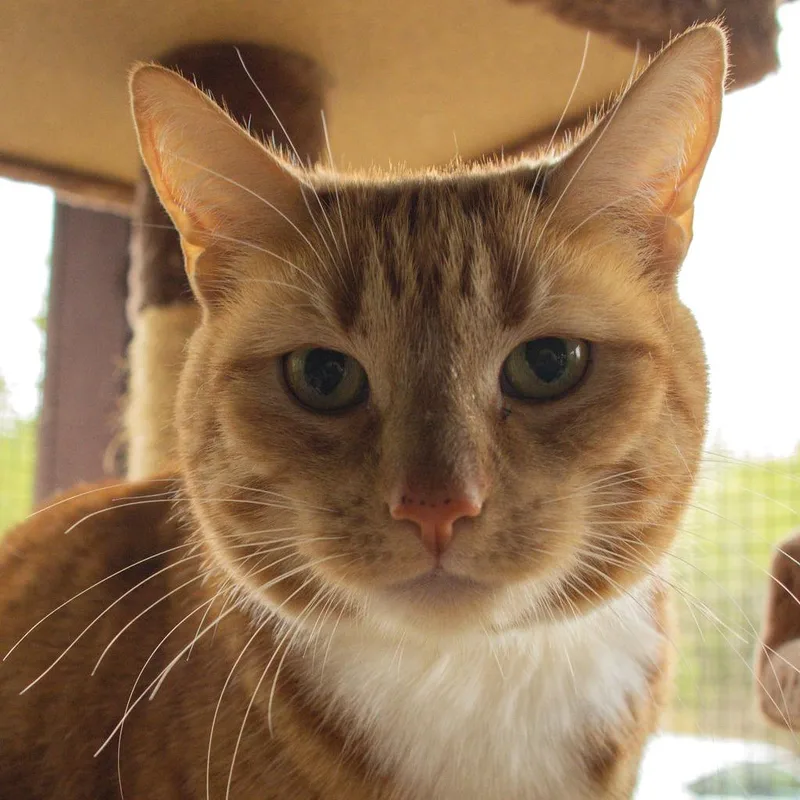 An adult large-sized female Orange / Red Domestic Short Hair cat named Sweet Potato for adoption in Brimfield, MA