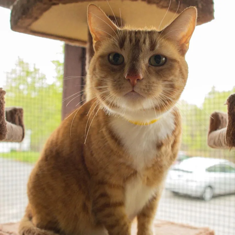 Sweet Potato thumbnail 2