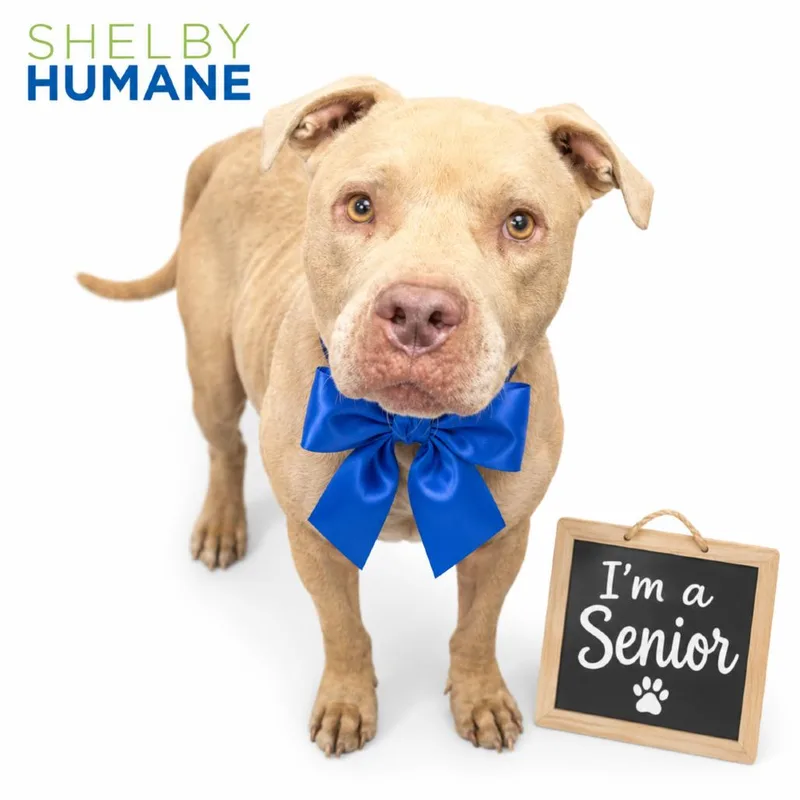 A senior large-sized male Yellow / Tan / Blond / Fawn Mixed Breed dog named Homer for adoption in Columbiana, AL