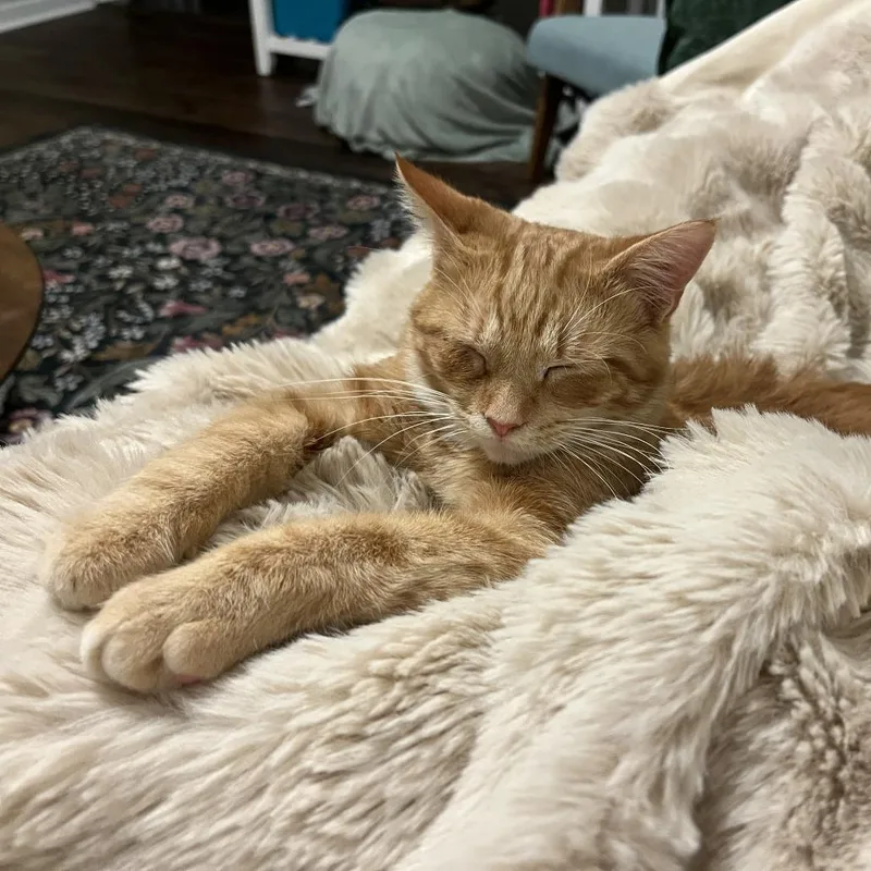 A young medium-sized male Orange / Red Domestic Short Hair cat named Beefy for adoption in Nashville, TN