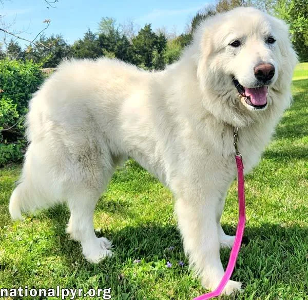 Daisy In Ky  thumbnail 2