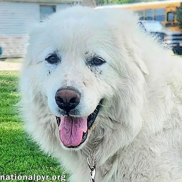 A young large-sized female White / Cream Great Pyrenees dog named Daisy In Ky  for adoption in Beacon, NY