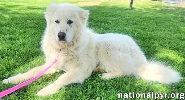 Daisy In Ky  thumbnail 3