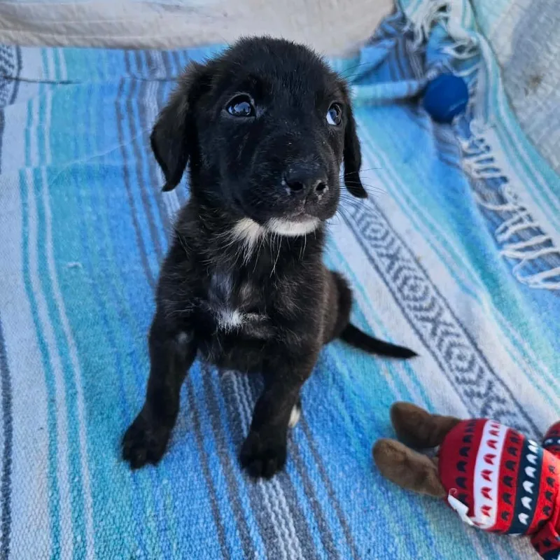 A baby small-sized male Black Shepherd dog named Sprig for adoption in Wadena, MN