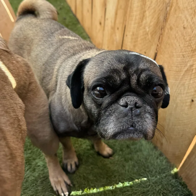 Fiona