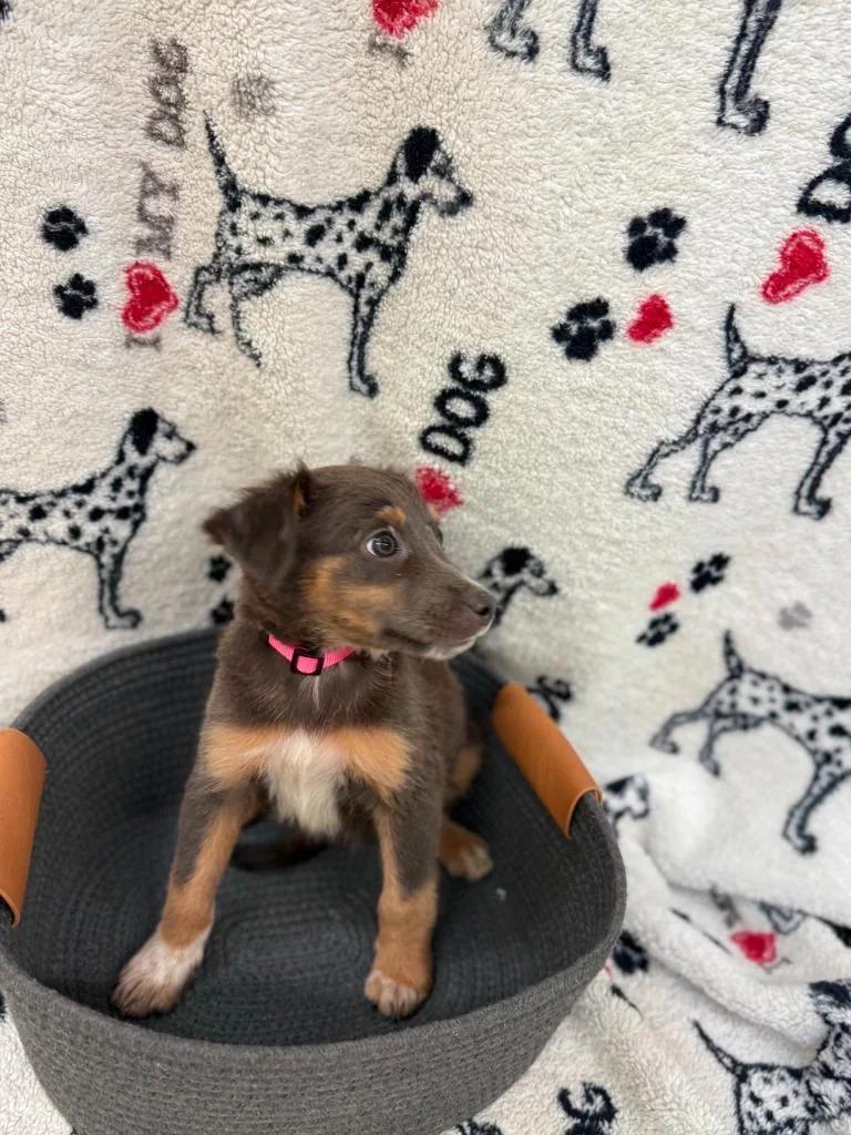 A baby small-sized female Australian Shepherd dog named Ada Pink Collar for adoption in Syracuse, IN