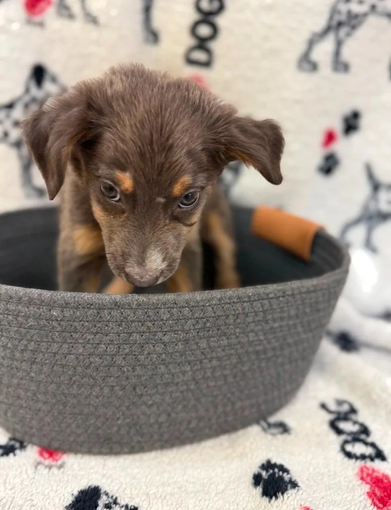 Ada Pink Collar thumbnail 3