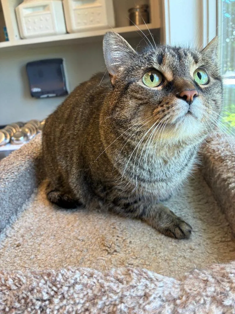 A senior large-sized female Domestic Short Hair cat named Addy for adoption in Sidney, OH