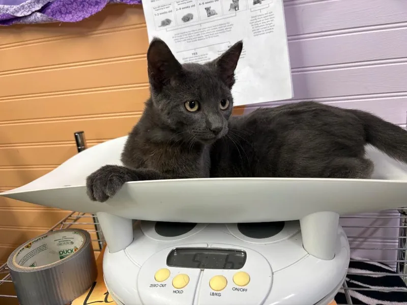 A baby medium-sized male Domestic Short Hair cat named Monroe for adoption in Murray, KY