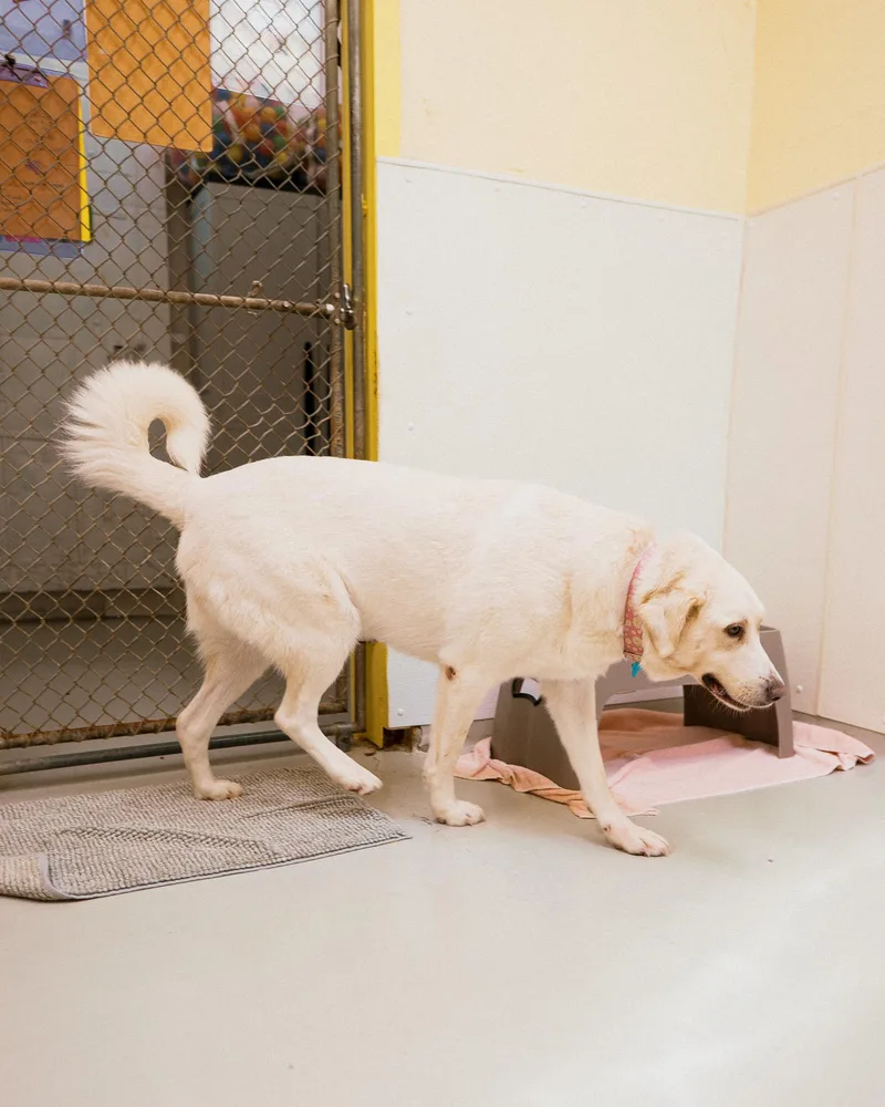 A young large-sized female White / Cream Great Pyrenees dog named Abigail for adoption in Cincinnati, OH