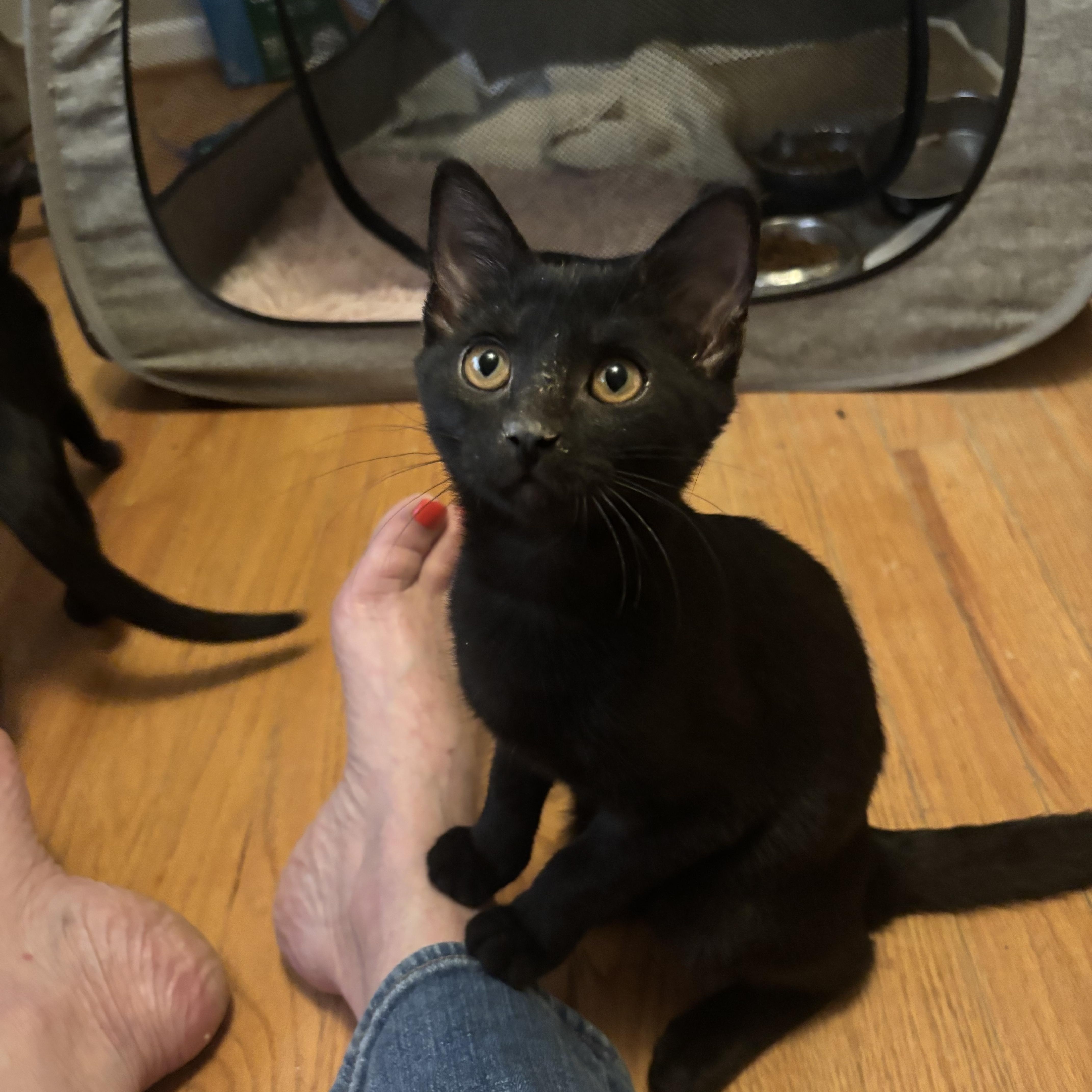 A baby medium-sized female Black Siamese cat named Monica for adoption in Avondale, PA