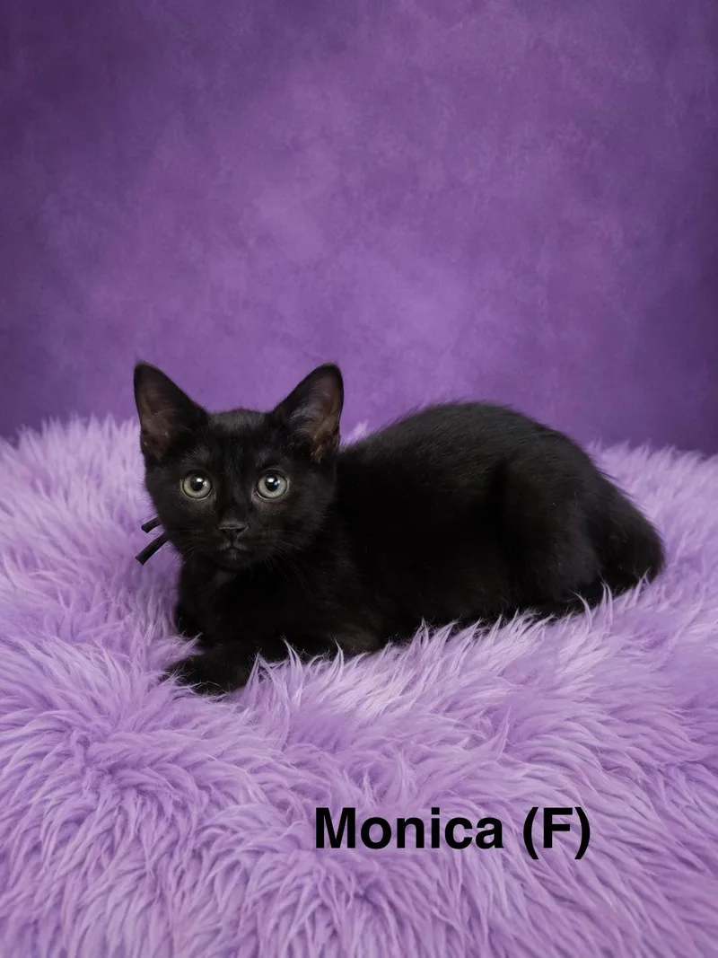 Monica thumbnail 3