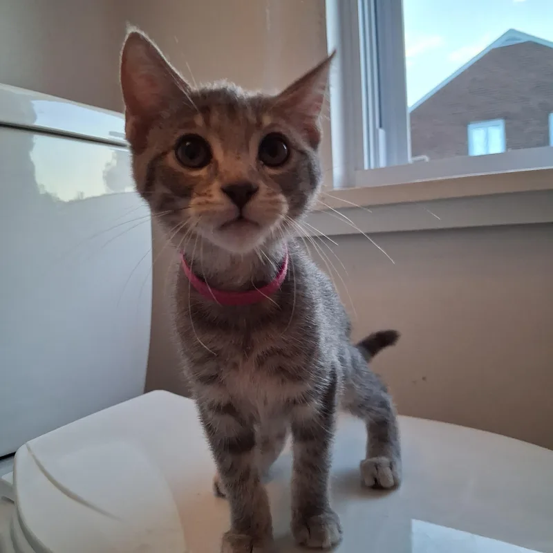 A young medium-sized female Domestic Short Hair cat named Poppy for adoption in Pittsburgh, PA