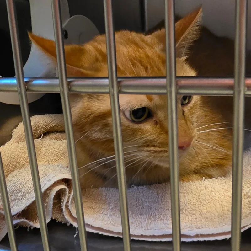 A baby large-sized male Domestic Short Hair cat named Sidd for adoption in Bristol, IN